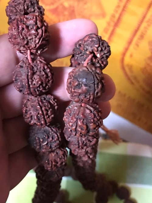 Rudraksha plod - Sri Manasa Hamsa