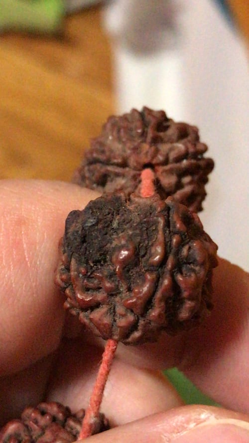 Rudraksha plodovi - Sri Manasa Hamsa