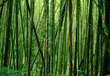 Exploring the World’s Oldest Forests