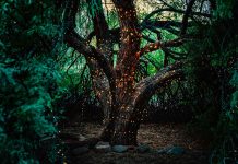 Aquatic Life in the Forest’s River Systems