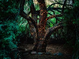 Depicting Forests in Art and Photography