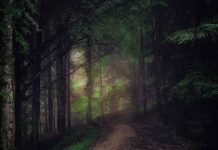 Forests at War: Historical Battlefields