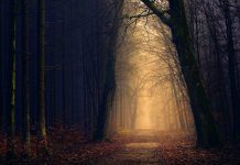 The Secret World of Forest Floor Organisms